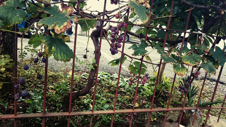 ノエル近くのブドウ園？