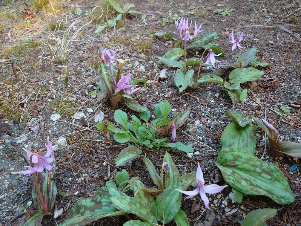 ノエルの春