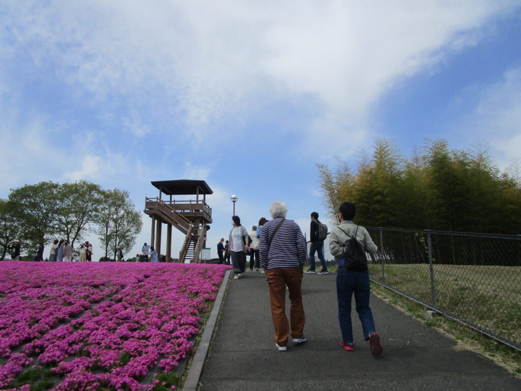 市貝の芝桜