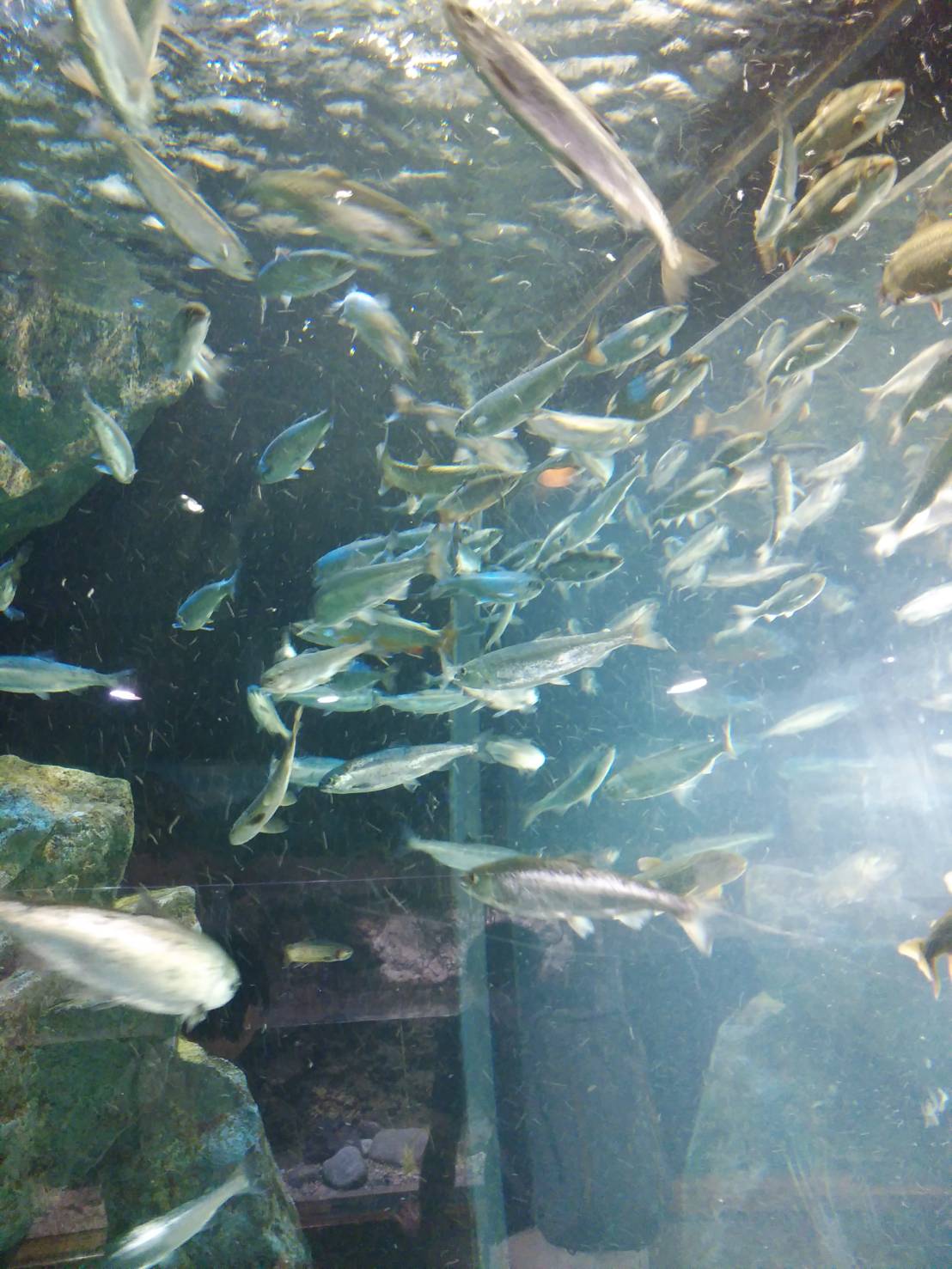 なかがわ水遊園